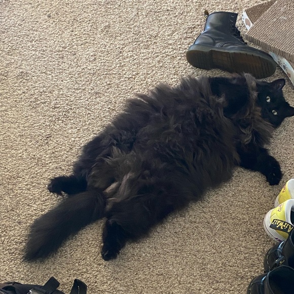 Meet your Posher, Anna - Picture 4 of 12